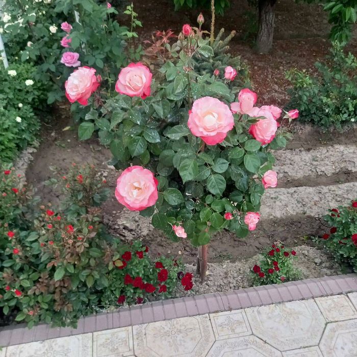 Атиргул хар хил ранлари бор