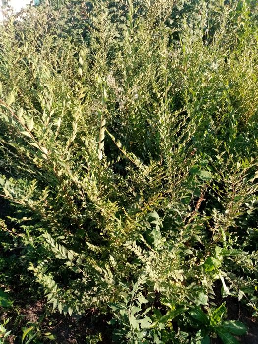 Продам кусты, деревья, липа, Берёза