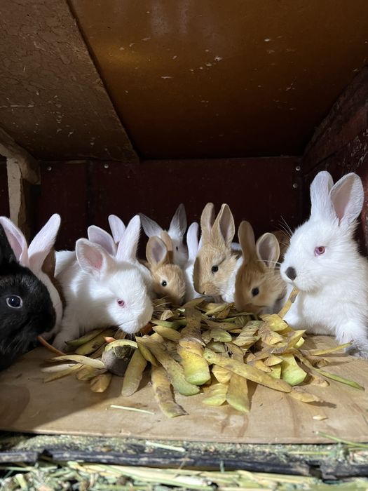 Quyon bolalari sotiladi