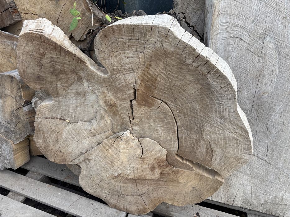 Карагач спилы разные размеры