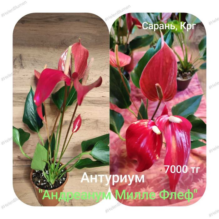 Антуриум разный..