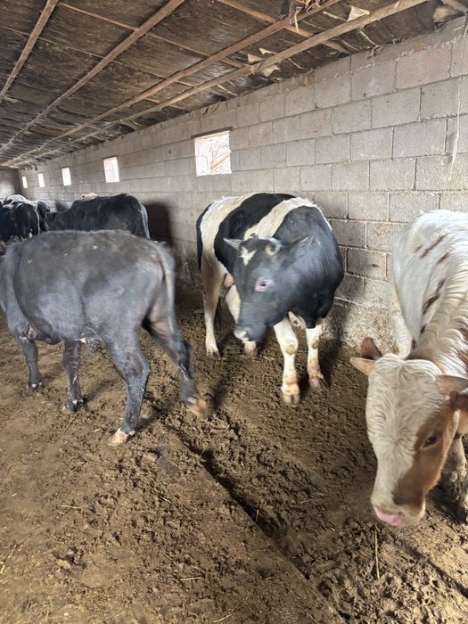 Продаются бычки …..