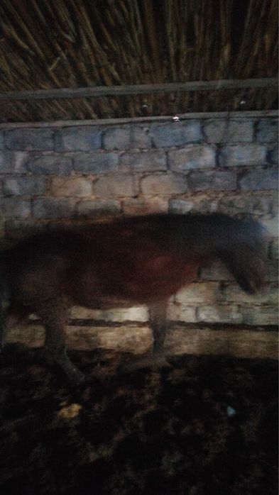 Откорм жылкы  6 бас бар семіз 2 ай