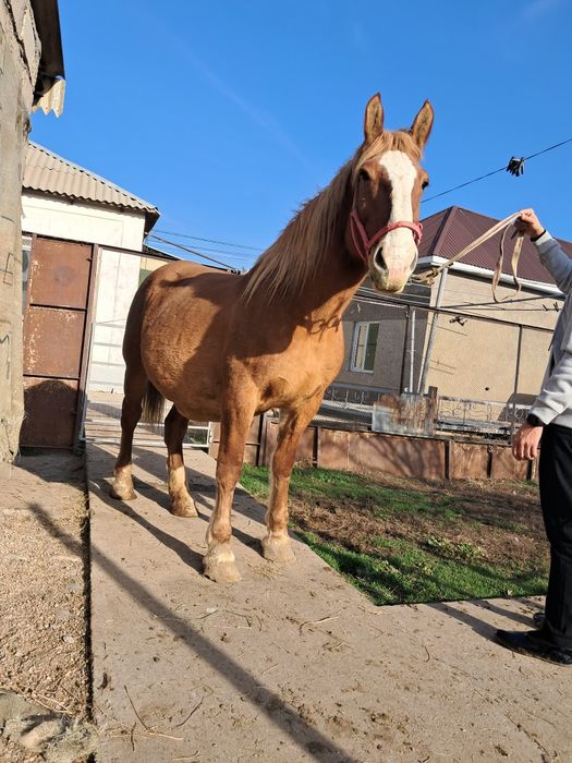 Буаз бие сатылады