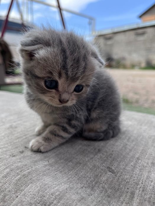 котенок шотландец