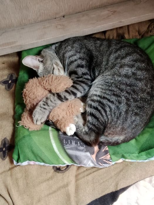 Мысық беремін алам деушілер болса