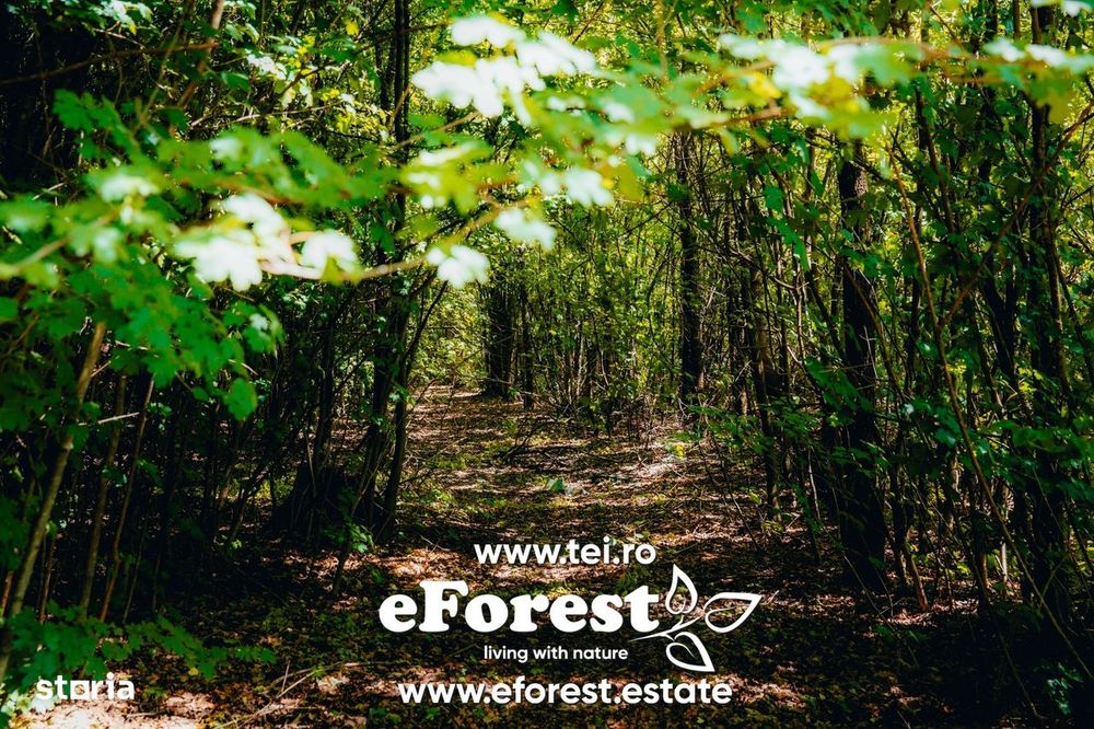 Loturi de teren în eForest, după Buftea, cu acces direct la DN1A