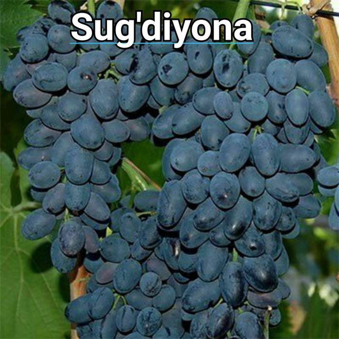 Uzum koʻchatlari bor