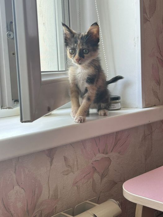 Кошечка в добрые руки
