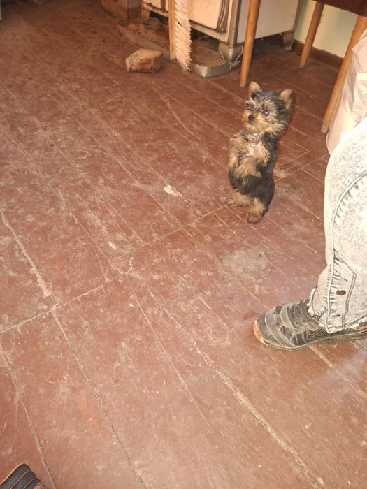 Йоркширски териер