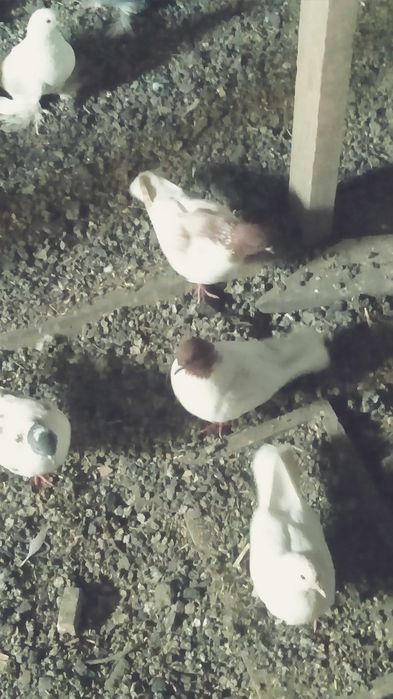 Продам голубей игровых