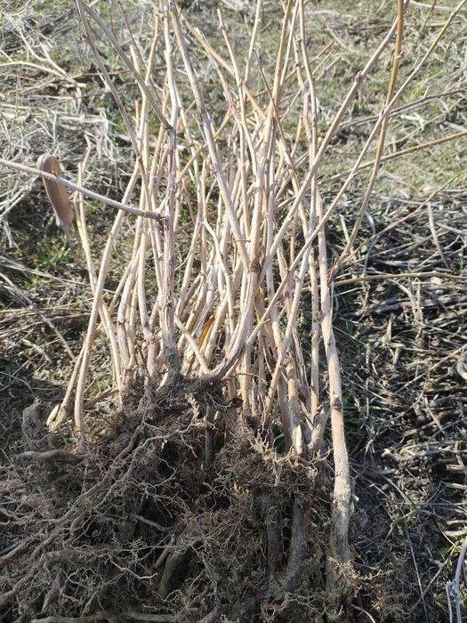 Рассада малина сорт красная шапочка сладкий