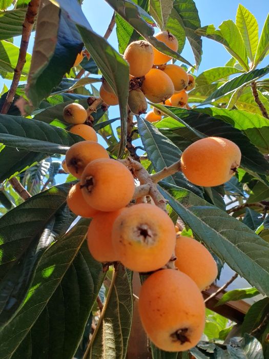 Японска мушмула - фиданки