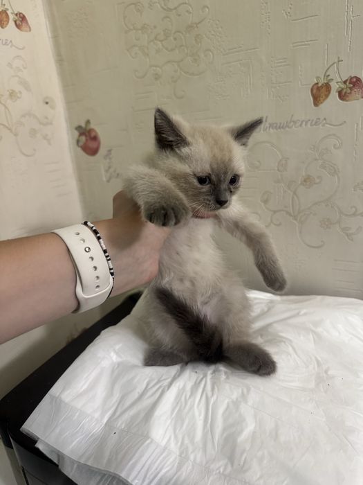 Котята бесплатно