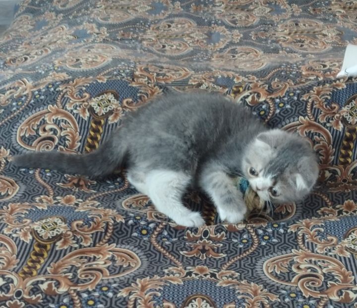 Mushuk sotiladi 2oyli qiz bola narx kelishiladi.