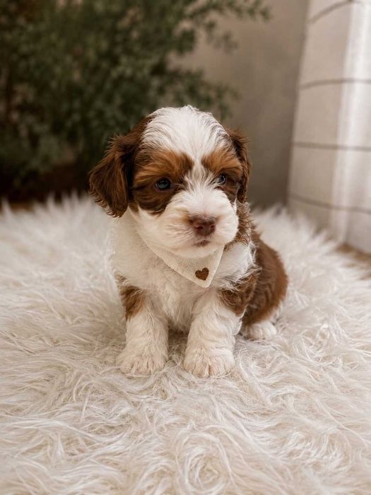 Maltipoo Panda Toy culoare deosebita, foarte frumoasa si jucausa