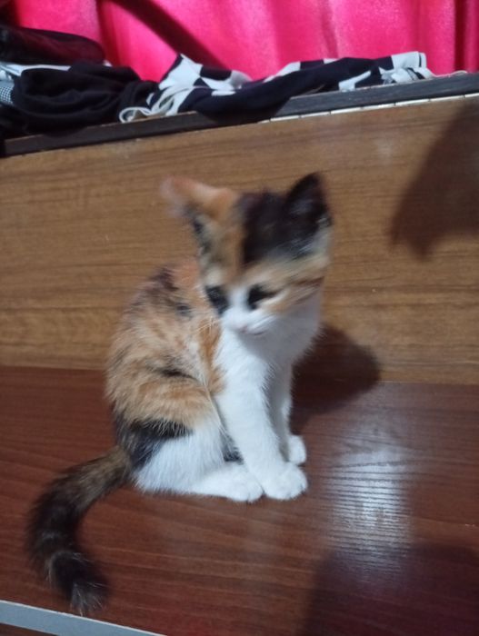 Красивые котятки трехцветные