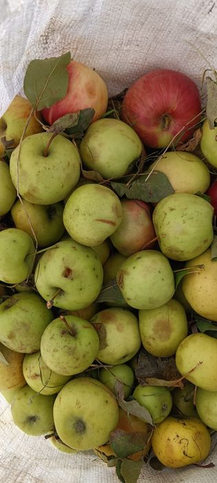 Mere de industrie pentru palinca