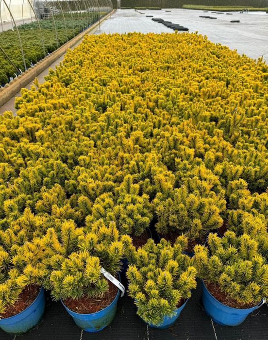 Evropa ignabargli va manzarali darahtlari