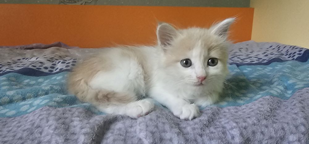 Котёнок в добрые руки