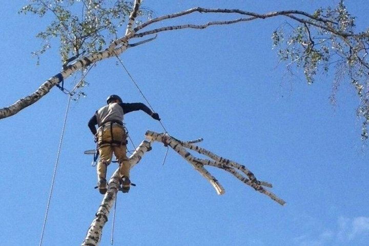 Спил деревьев,  обрезка, ағаш кесеміз, о