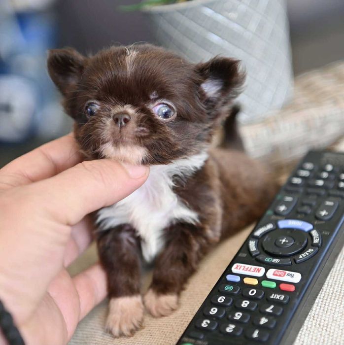 Мъжко дългокосместо мниатюрно шоколадово чихуахуа