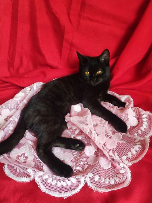Котёнок девочка 4,5 месяца