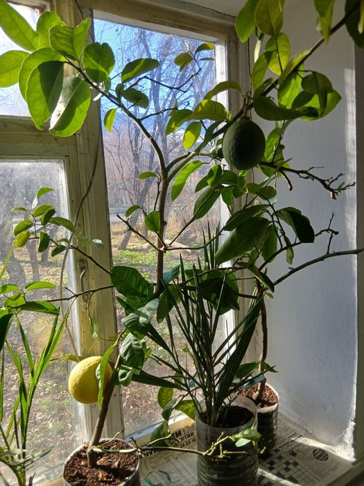 Продам оптом и в розницу лимоны.