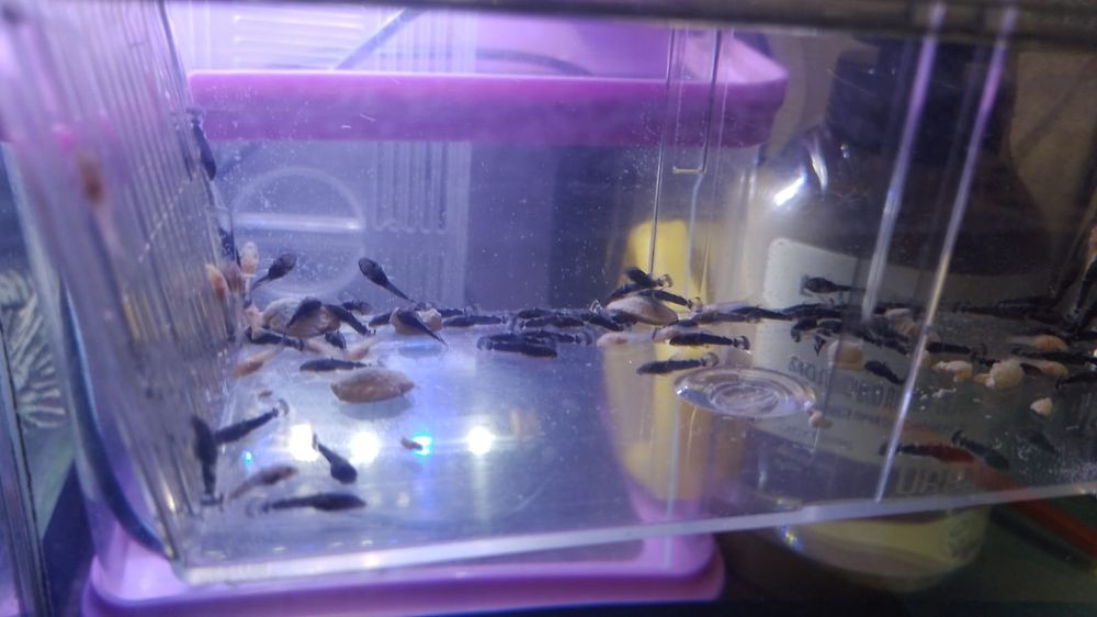 Сомики 100 и по 500