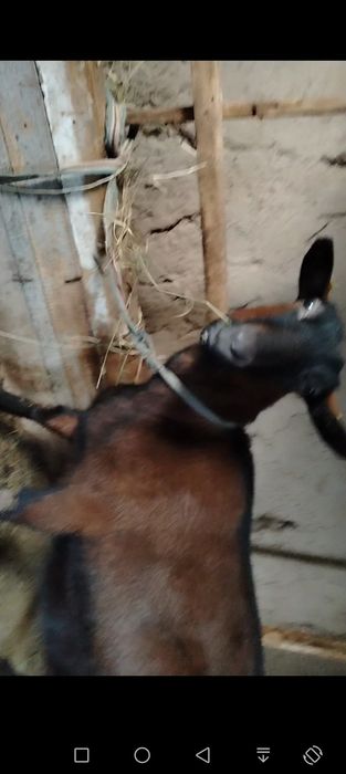 Ечкилар сотилади