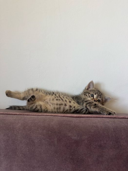 Котенок девочка очень игривая