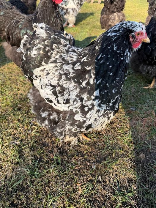 Vând ouă de Cochinchina uriaș bobat