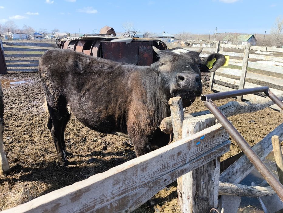 Продам телок годовалых