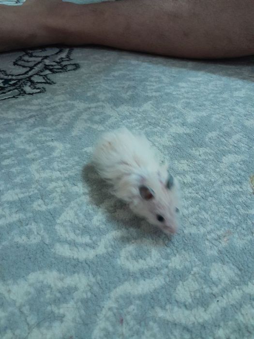 Продаются хамячки