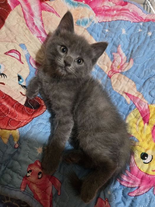 Котята добрым людям
