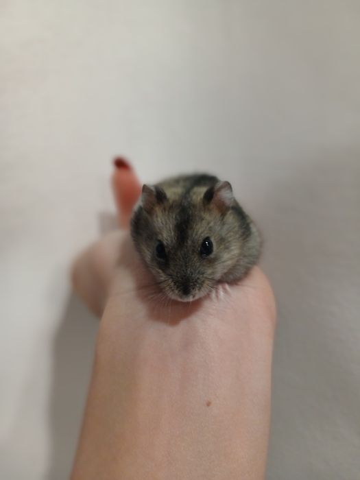 Продам хомячков .