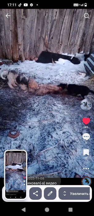 Продаётся сука  фокстерьер