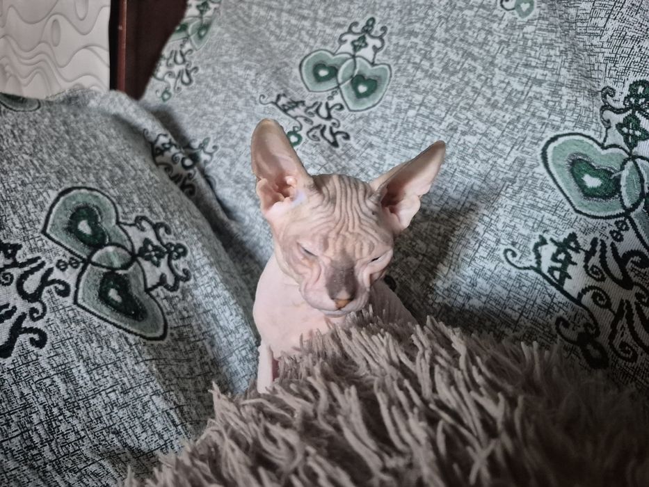 Котёнок сфинкс девочка