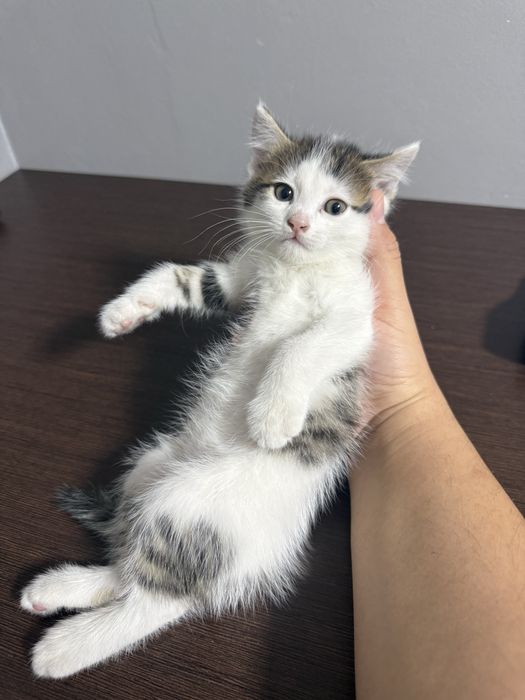 Отдам котенка бесплатно мальчик
