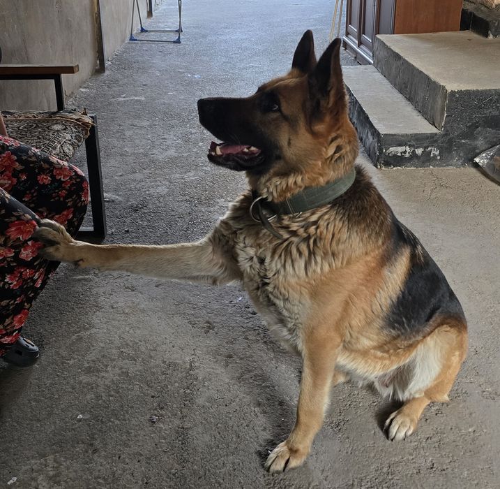 Немка. Вязка. Срочно!!!