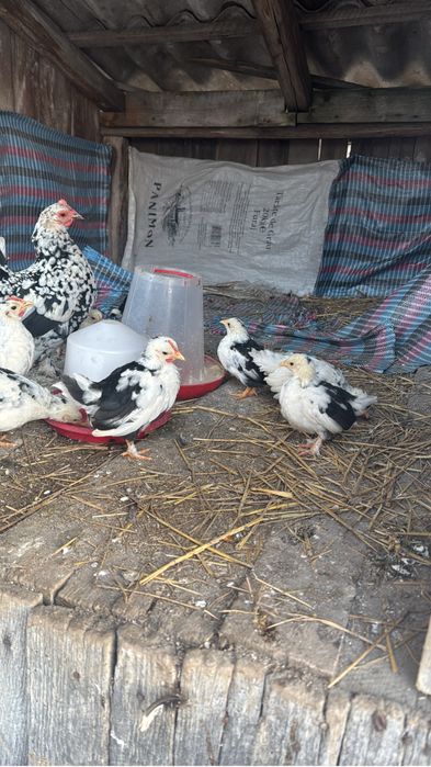 Gaini pitice mii de flori