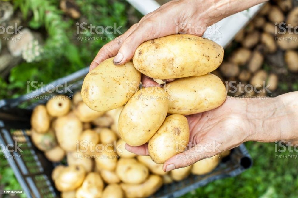 Продам картофель едавой