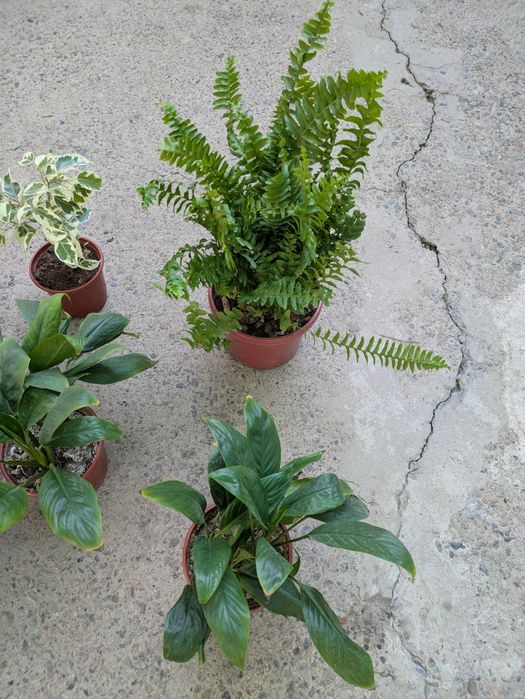 Комнатные растения срочно