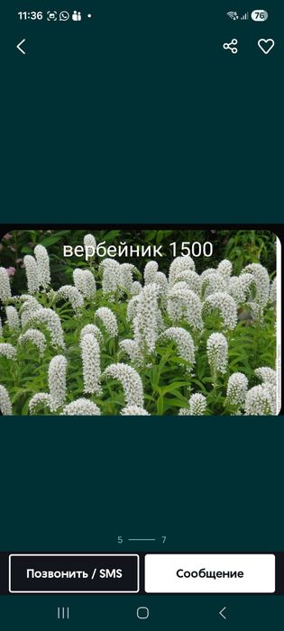 Продам цветы кустарники