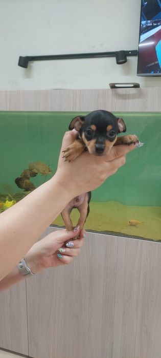 Щенки той терьера