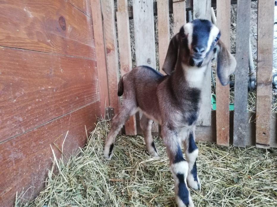 Iezi de vanzare metis anglo-nubian