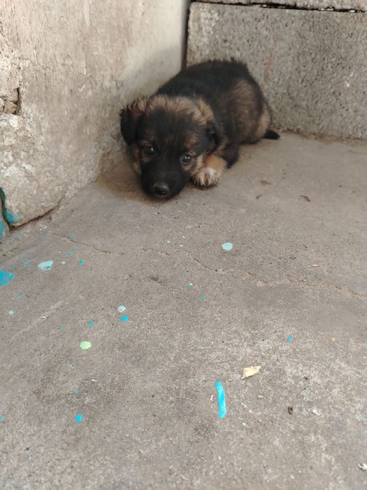 Одам щенка в добрые руки, девочка