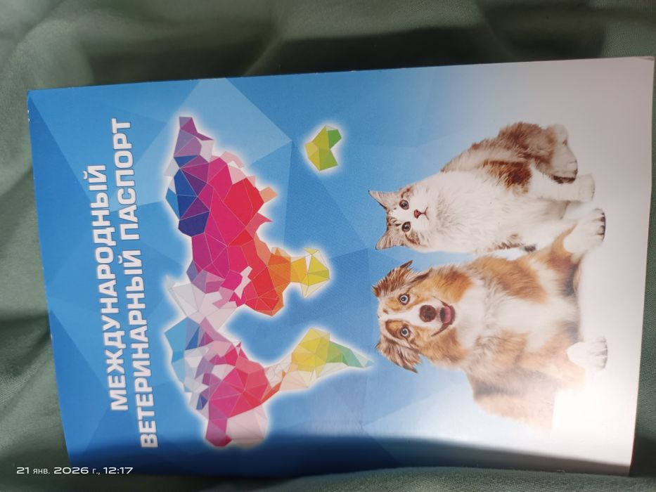 Продам шотландскую вислоухую