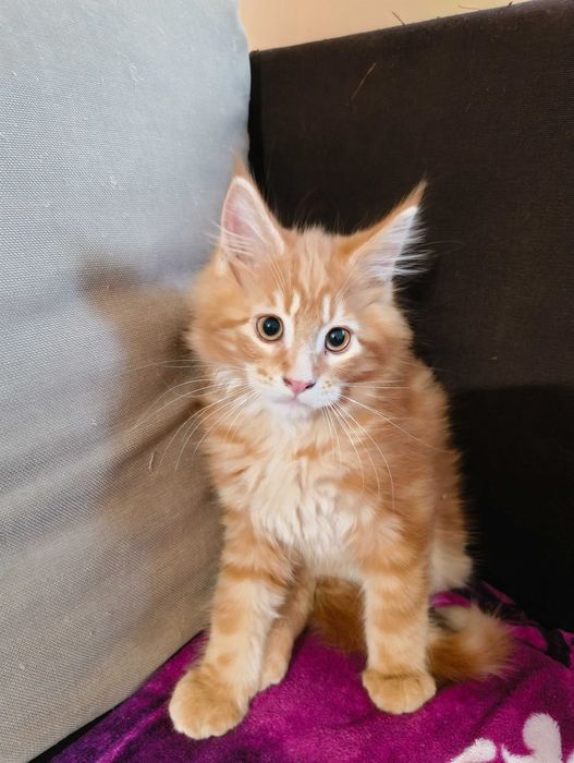 Котенца  Мейн кун