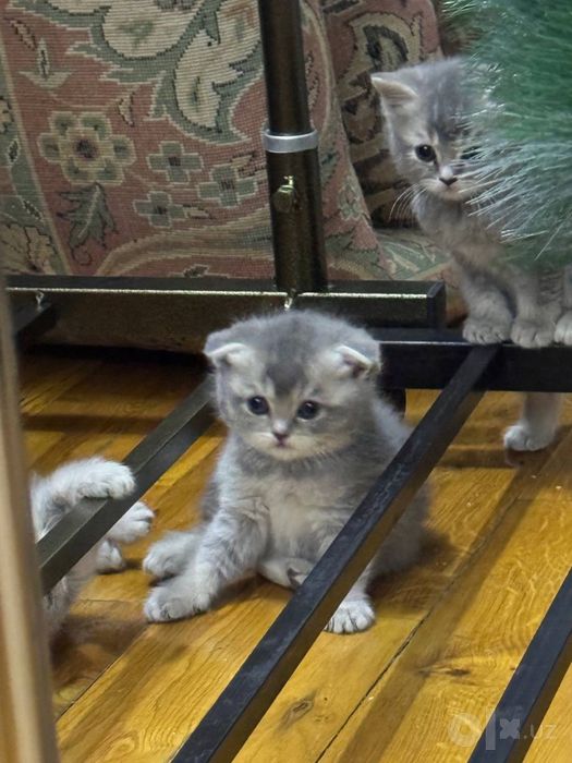Продаюца котенки 2 мальчик 2девочка Скотиш фолд Окраска:Серебро
